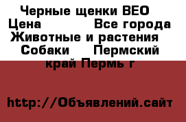 Черные щенки ВЕО › Цена ­ 5 000 - Все города Животные и растения » Собаки   . Пермский край,Пермь г.